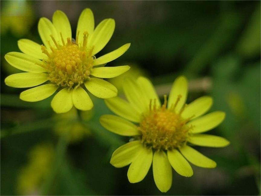 Chrysanthemum_lavandulifolium